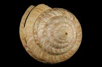 藏品(龍宮翁戎螺)的圖片